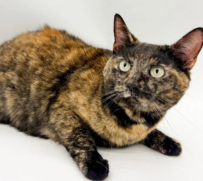 An adult medium-sized female Tortoiseshell cat named Stella Can't Wait To for adoption in Bedford Hills, NY