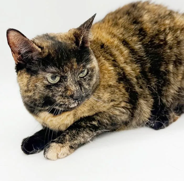 Stella Can't Wait To thumbnail 2