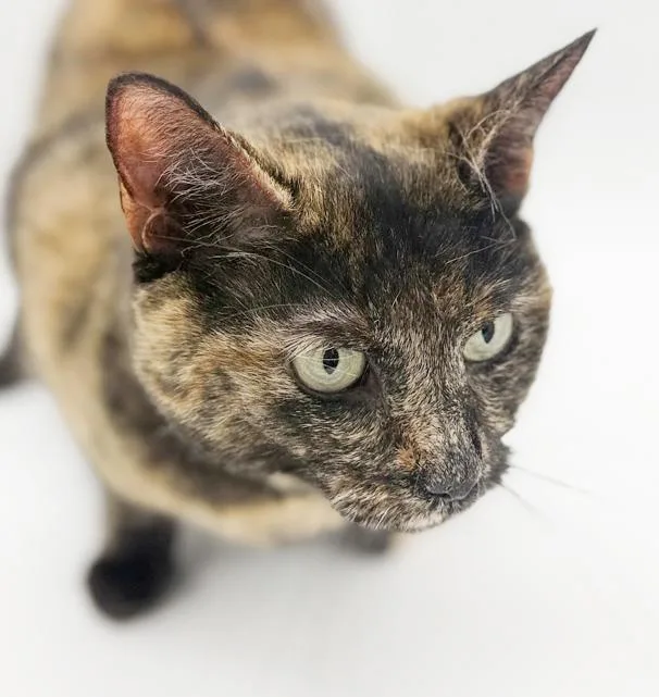 Stella Can't Wait To thumbnail 3