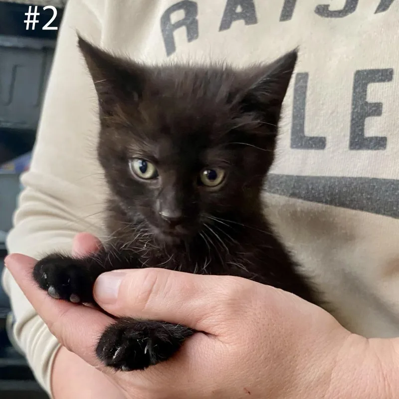 A baby small-sized female Black Domestic Short Hair cat named Wednesday for adoption in Manheim, PA