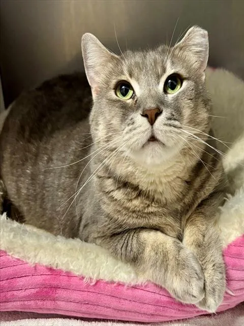 An adult large-sized female Domestic Short Hair cat named Casey for adoption in York, SC
