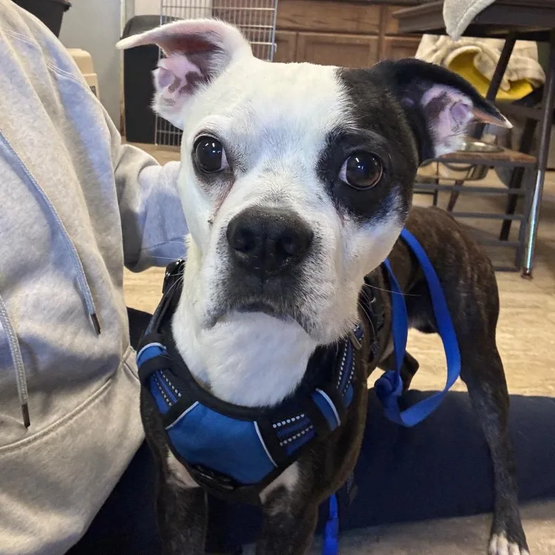 An adult small-sized male Boston Terrier dog named Zipper for adoption in Hinesville, GA