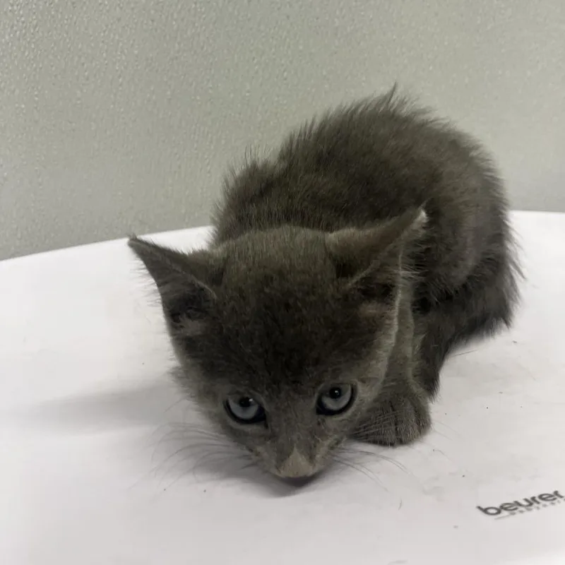 A baby small-sized female Domestic Long Hair cat named Beverly for adoption in Tampa, FL