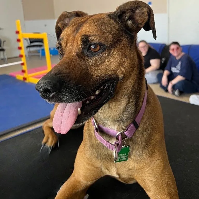 An adult medium-sized female Brown / Chocolate German Shepherd Dog dog named Ostara for adoption in Tempe, AZ