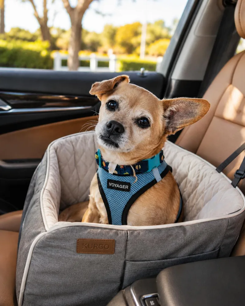A senior small-sized male Apricot / Beige Chihuahua dog named Butters for adoption in Murrieta, CA