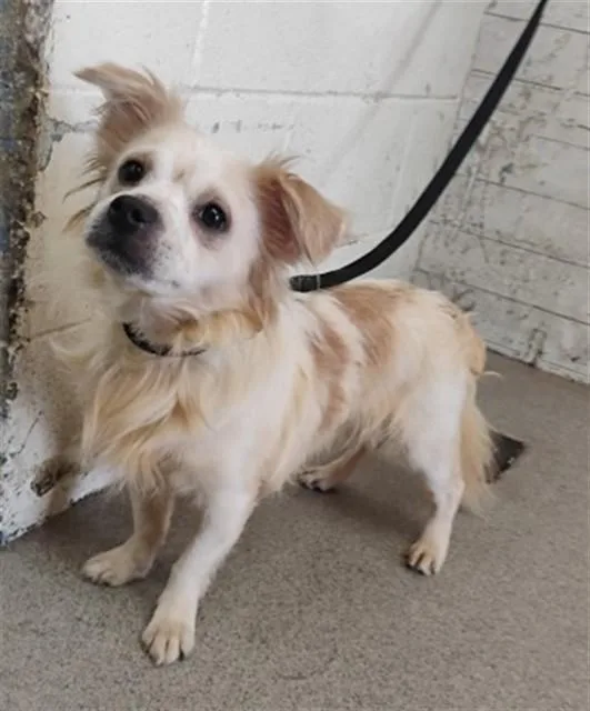 A young small-sized male Chihuahua dog named Lincoln for adoption in San Bernardino, CA
