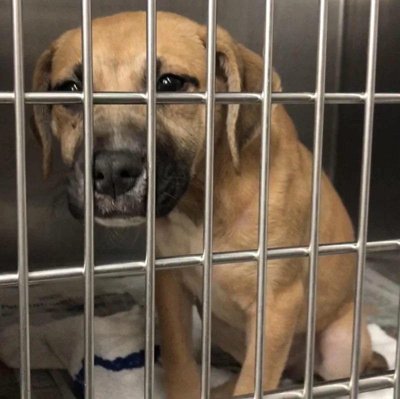 A baby medium-sized female Yellow / Tan / Blond / Fawn Mixed Breed dog named Honeybun for adoption in Parma, OH
