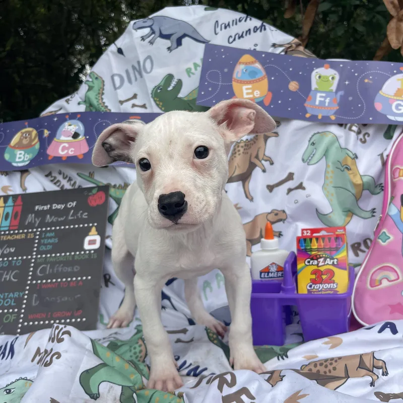 A baby medium-sized male American Staffordshire Terrier dog named Gary for adoption in Sebring, FL