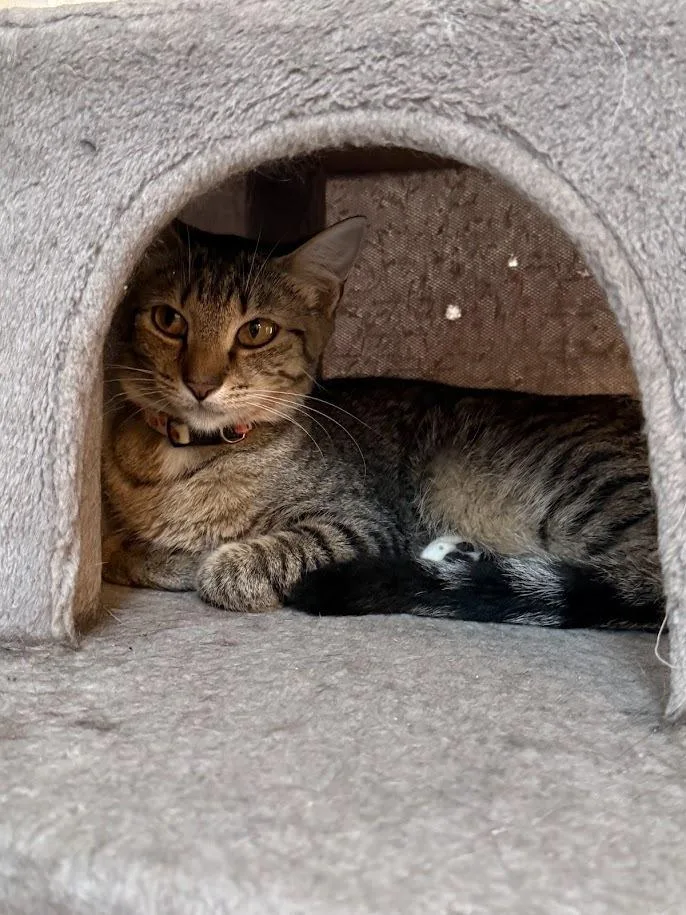 A young medium-sized female Brown / Chocolate Domestic Short Hair cat named Dory for adoption in Deland, FL