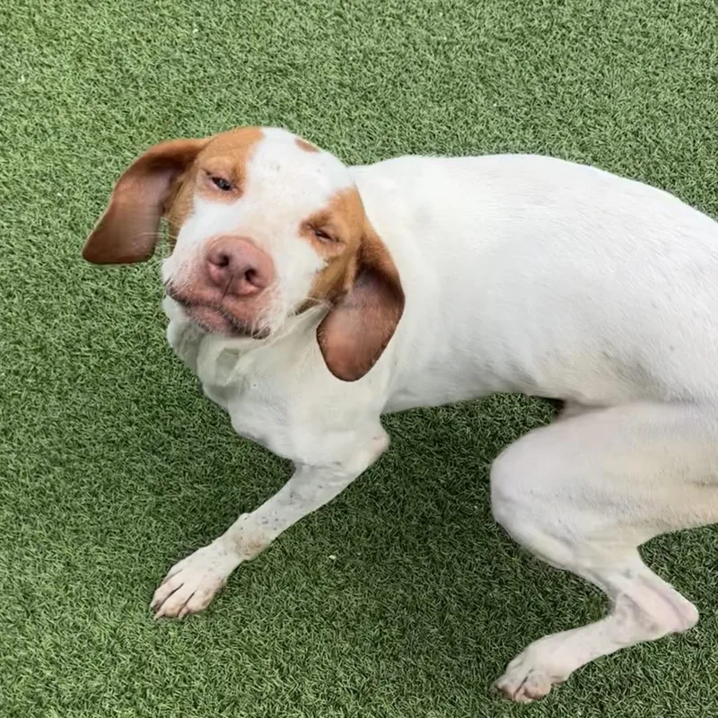 An adult medium-sized female White / Cream English Pointer dog named Stub for adoption in LOXAHATCHEE, FL