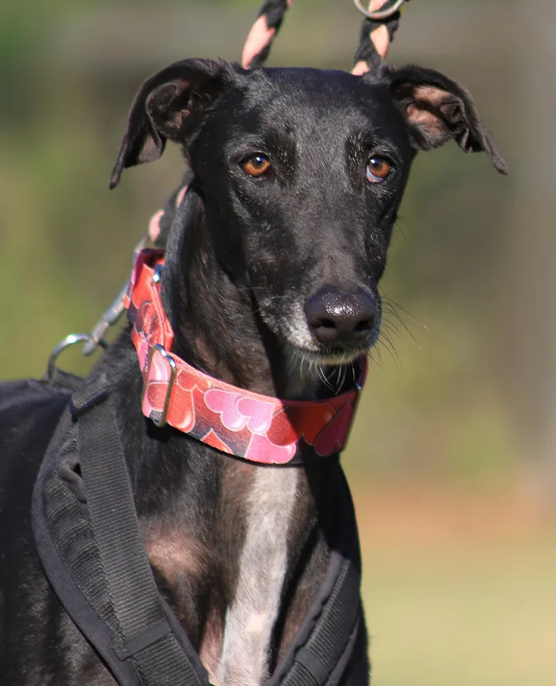 A young large-sized male Greyhound dog named Harlo for adoption in North Fort Myers, FL