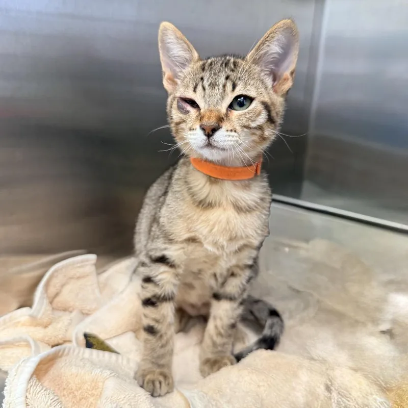 A baby small-sized male Brown / Chocolate Domestic Short Hair cat named Tiger for adoption in Palm Springs, CA