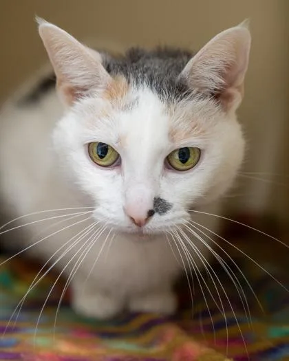 An adult medium-sized female Domestic Short Hair cat named Aves for adoption in Pequot Lakes, MN