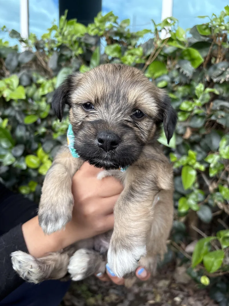 A baby medium-sized male Poodle dog named John for adoption in South El Monte, CA