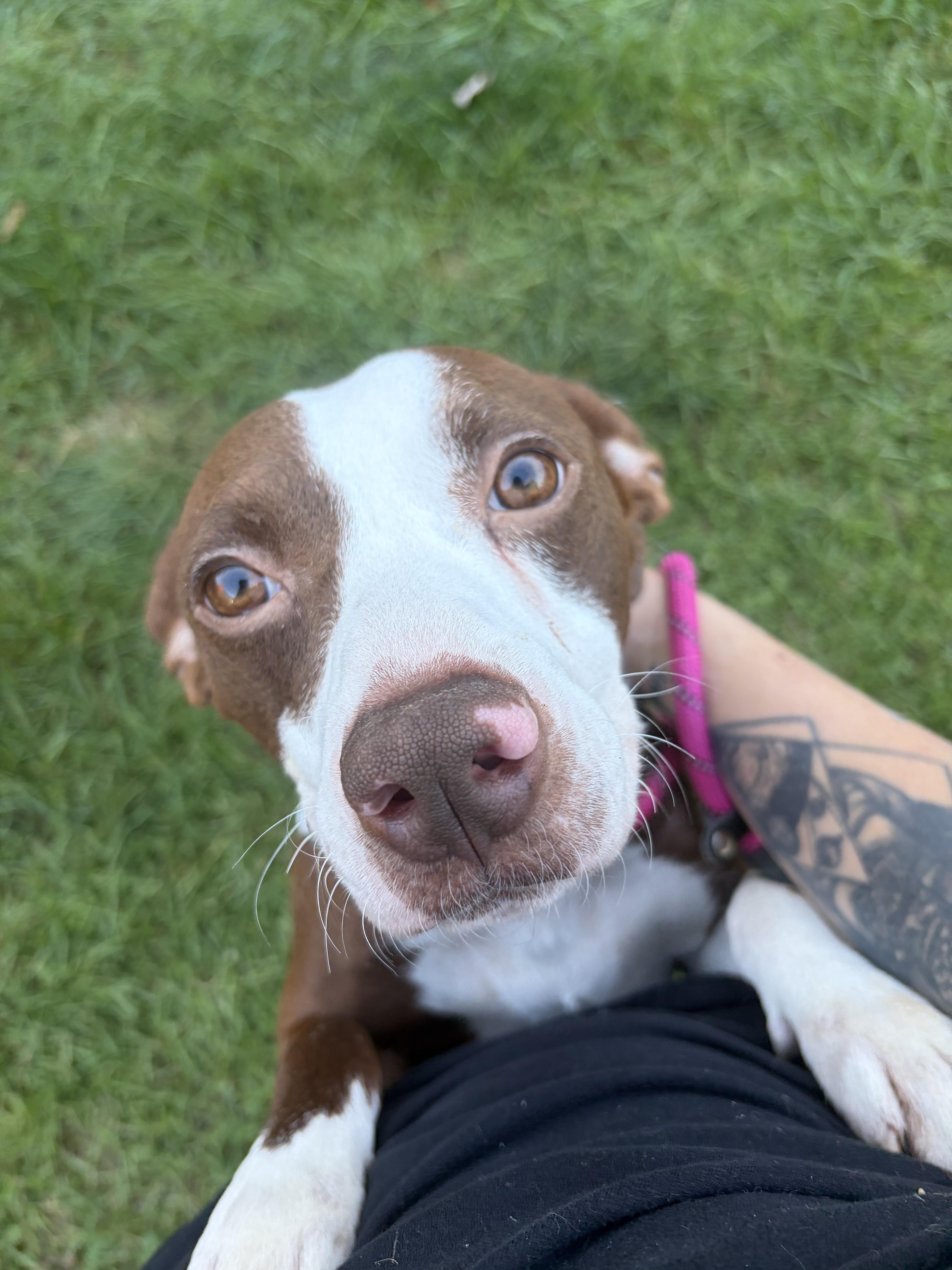 A young medium-sized female Brown / Chocolate Pit Bull Terrier dog named Buttercup for adoption in Felton, PA
