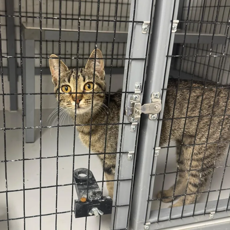 A baby small-sized female Brown / Chocolate Domestic Short Hair cat named Goldie for adoption in Shelbyville, IL