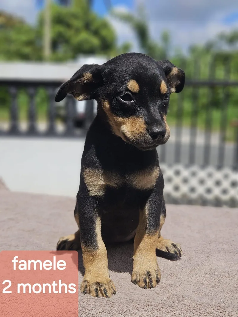 A baby small-sized female German Pinscher dog named Egg for adoption in Virginia Beach, VA