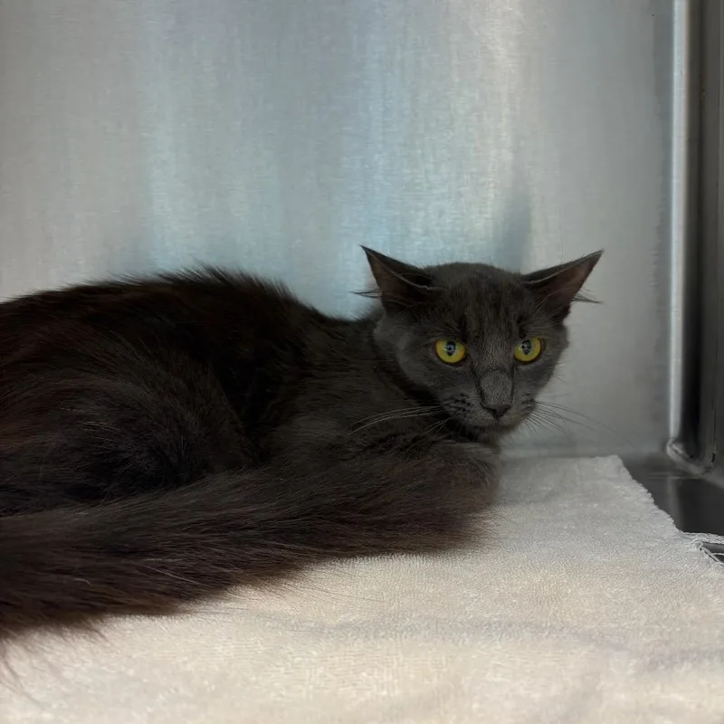 A young medium-sized female Gray / Blue / Silver Domestic Medium Hair cat named Athena for adoption in Englewood, FL