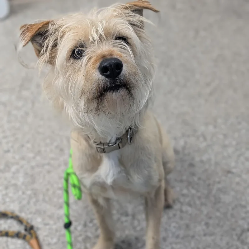 An adult medium-sized female Cairn Terrier dog named Thea for adoption in Enfield, CT