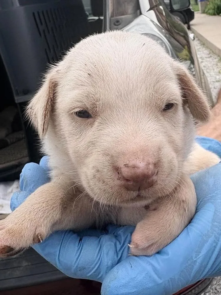 A baby medium-sized male White / Cream Labrador Retriever dog named Pentagon for adoption in Bolivar, MO