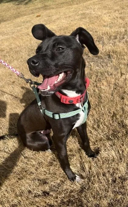 An adult medium-sized male Tricolor (Brown, Black, & White) Labrador Retriever dog named Jimmy for adoption in Pontotoc, MS