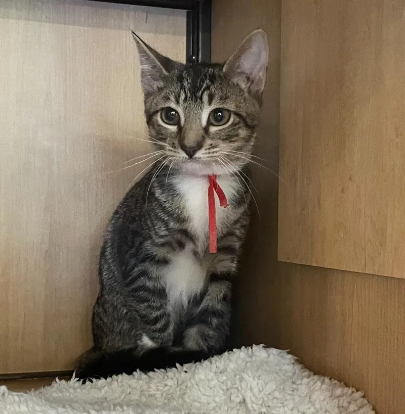 A baby medium-sized female Domestic Short Hair cat named Sarabi for adoption in New York, NY