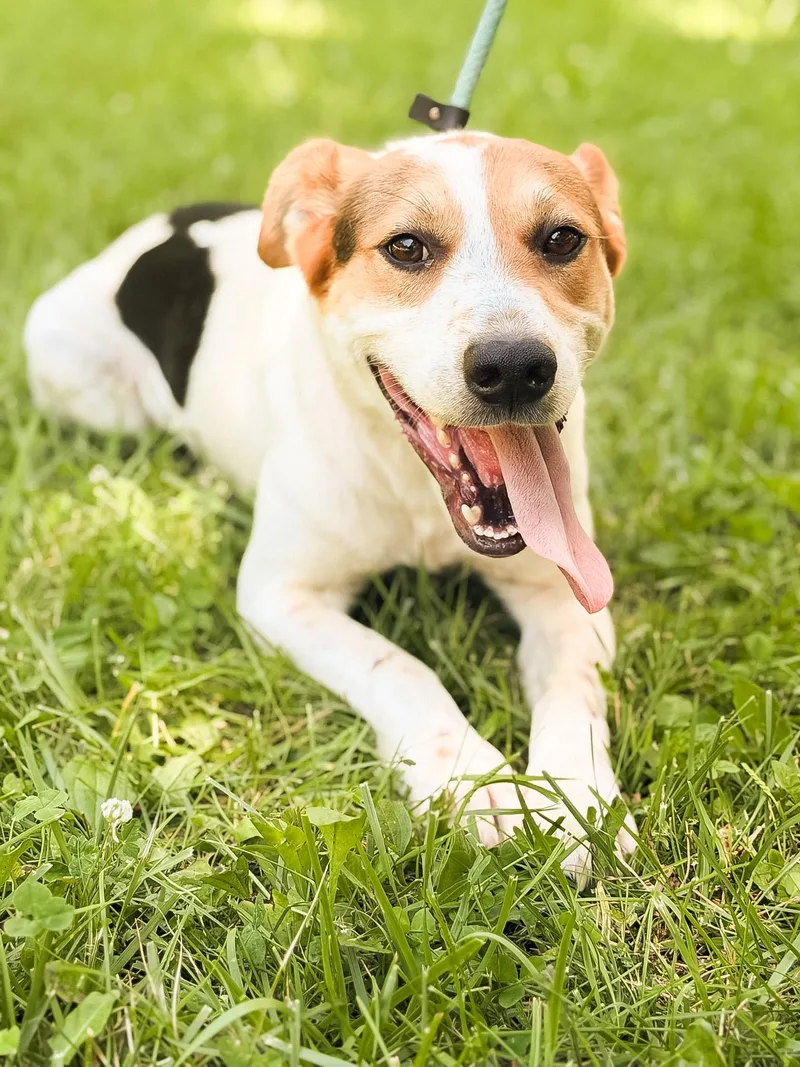 A young medium-sized male Tricolor (Brown, Black, & White) Mixed Breed dog named Disco Transport for adoption in Gradyville, KY