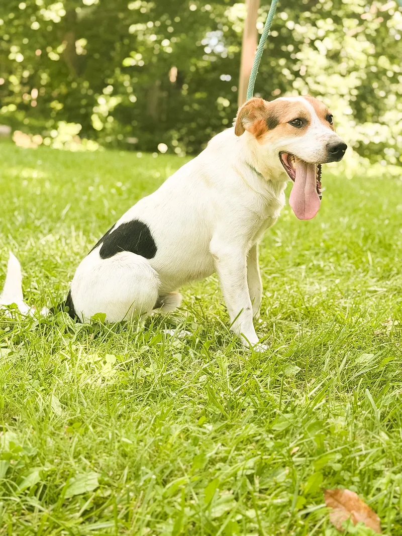 Disco Transport thumbnail 5