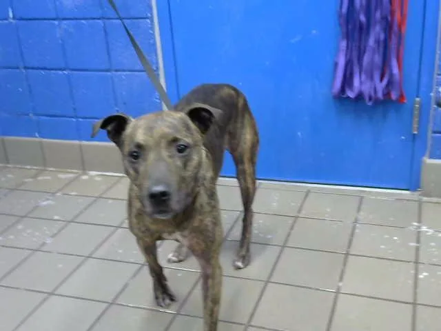 An adult large-sized male Pit Bull Terrier dog named Zeke for adoption in Albuquerque, NM