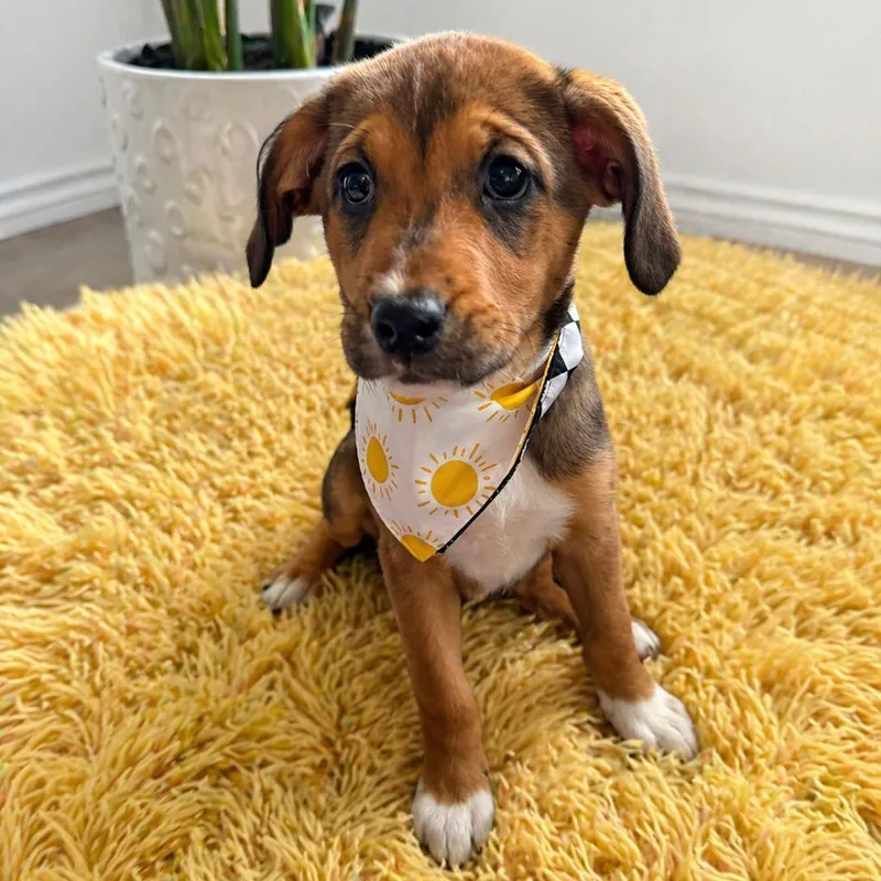 A baby medium-sized female Brown / Chocolate Retriever dog named Tina Turner for adoption in Houston, TX