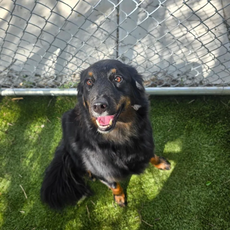 An adult medium-sized male Black Australian Shepherd dog named Oscar for adoption in Huntsville, AL
