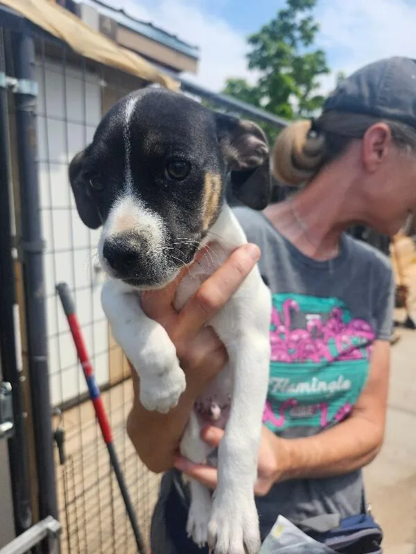 A baby small-sized male Jack Russell Terrier dog named Rocket for adoption in Windsor, CO
