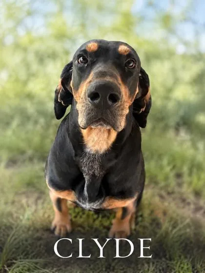 An adult medium-sized male Black and Tan Coonhound dog named Clyde for adoption in West Memphis, AR
