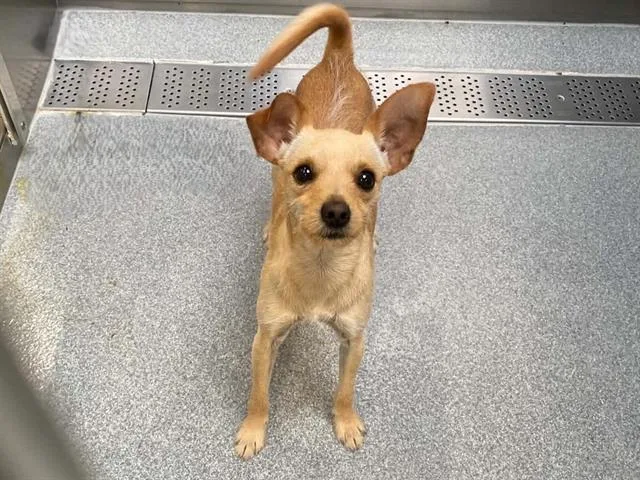 A young small-sized male Chihuahua dog named Raticate for adoption in Tustin, CA