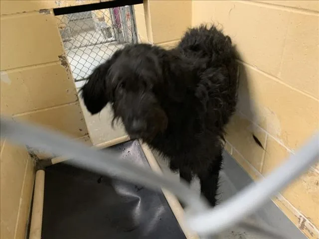 An adult large-sized male Irish Wolfhound dog named Blackbeard for adoption in Tulsa, OK