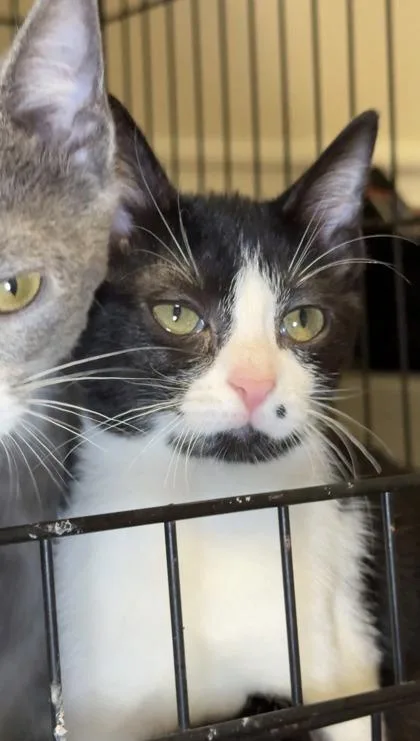 A baby small-sized female Domestic Short Hair cat named Orange Ducote for adoption in Lawrenceville, GA