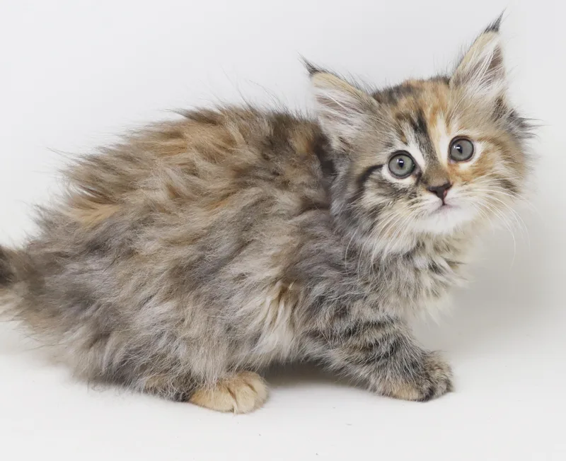 A baby small-sized female Tortoiseshell Maine Coon cat named Queen Charlotte Is A for adoption in Bedford Hills, NY
