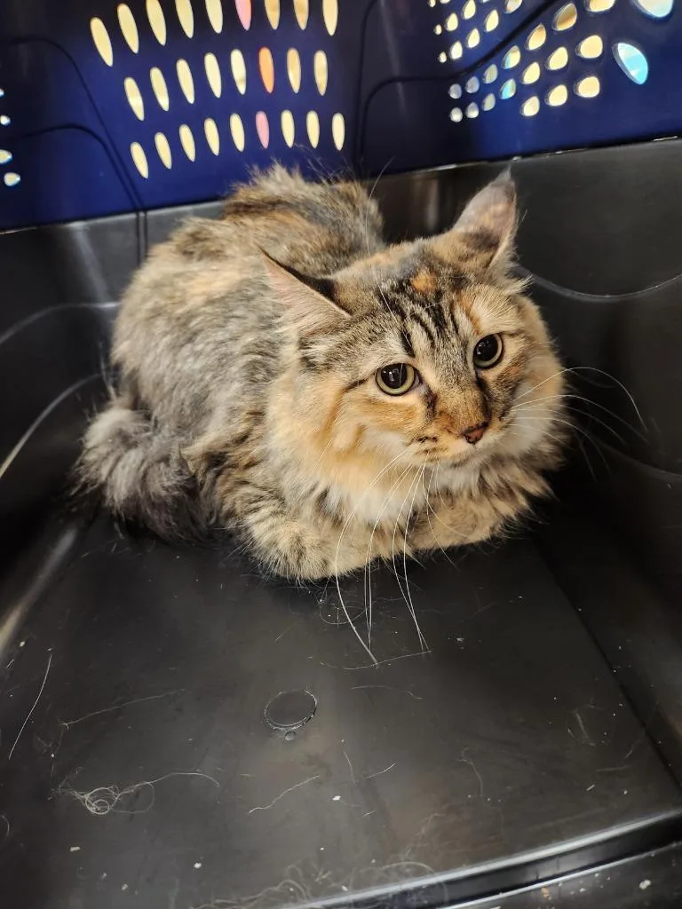 Cat Condo Waffles