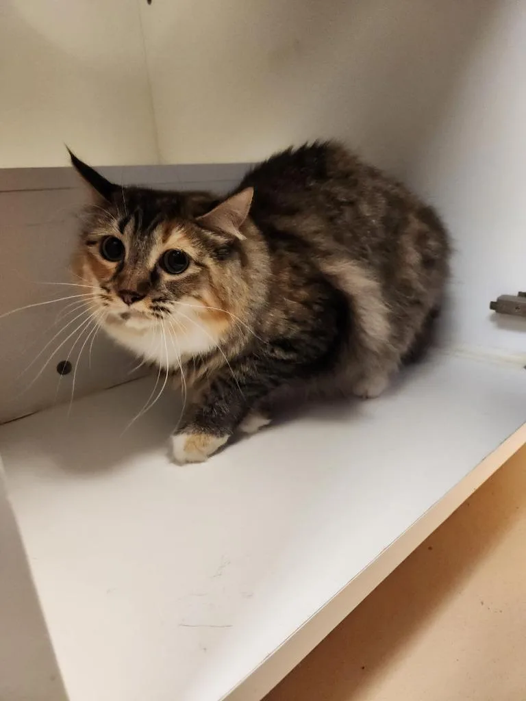 Cat Condo  Waffles thumbnail 2