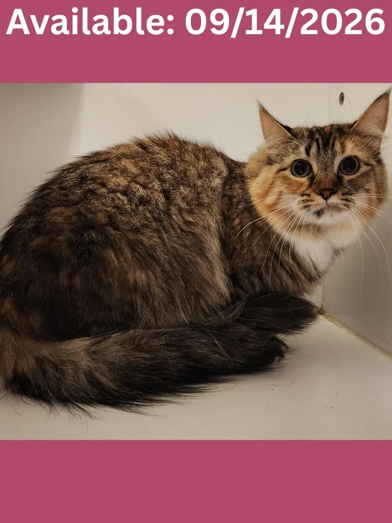 Cat Condo  Waffles thumbnail 3