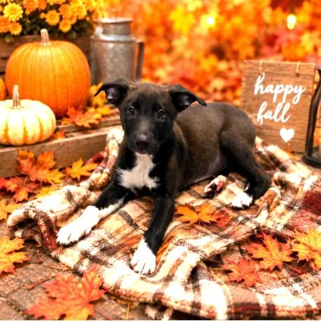 A baby small-sized male Black Labrador Retriever dog named Quincy for adoption in South Elgin, IL