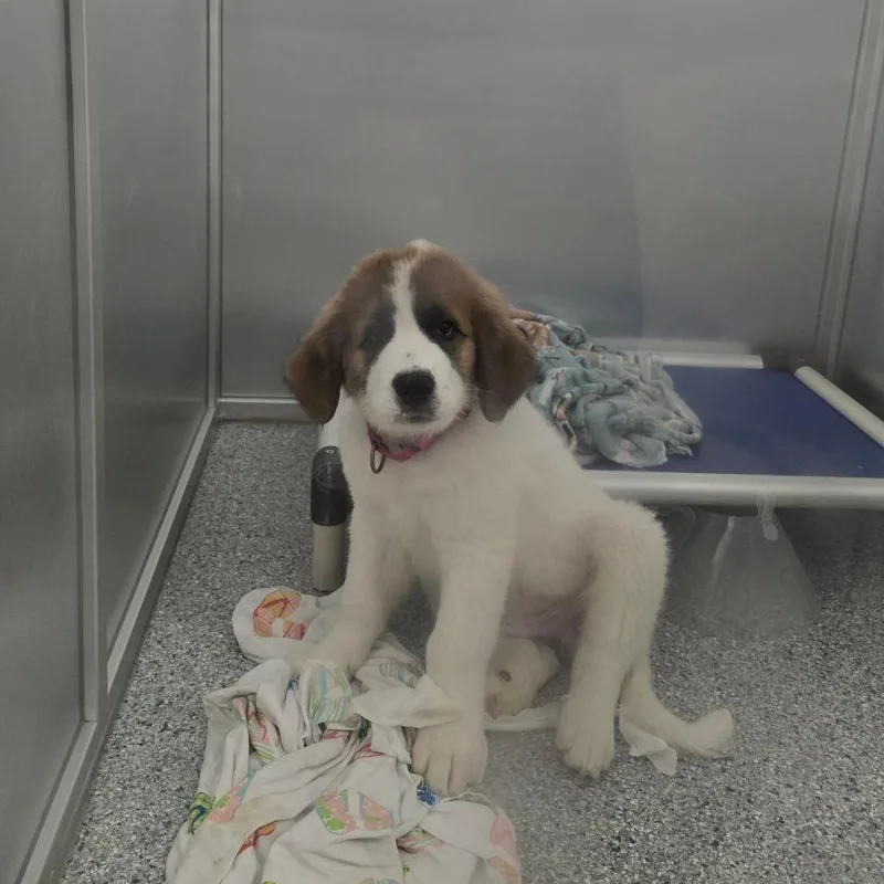 A baby medium-sized male White / Cream Mixed Breed dog named Jasper for adoption in Mentor, OH