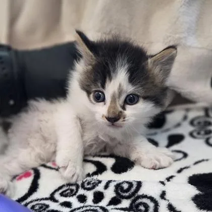 A baby small-sized male Domestic Medium Hair cat named Xbox for adoption in Westland, MI