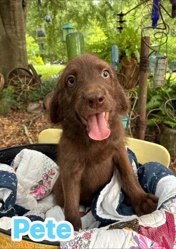 A baby medium-sized male Brown / Chocolate Terrier dog named Pete for adoption in Acworth, GA