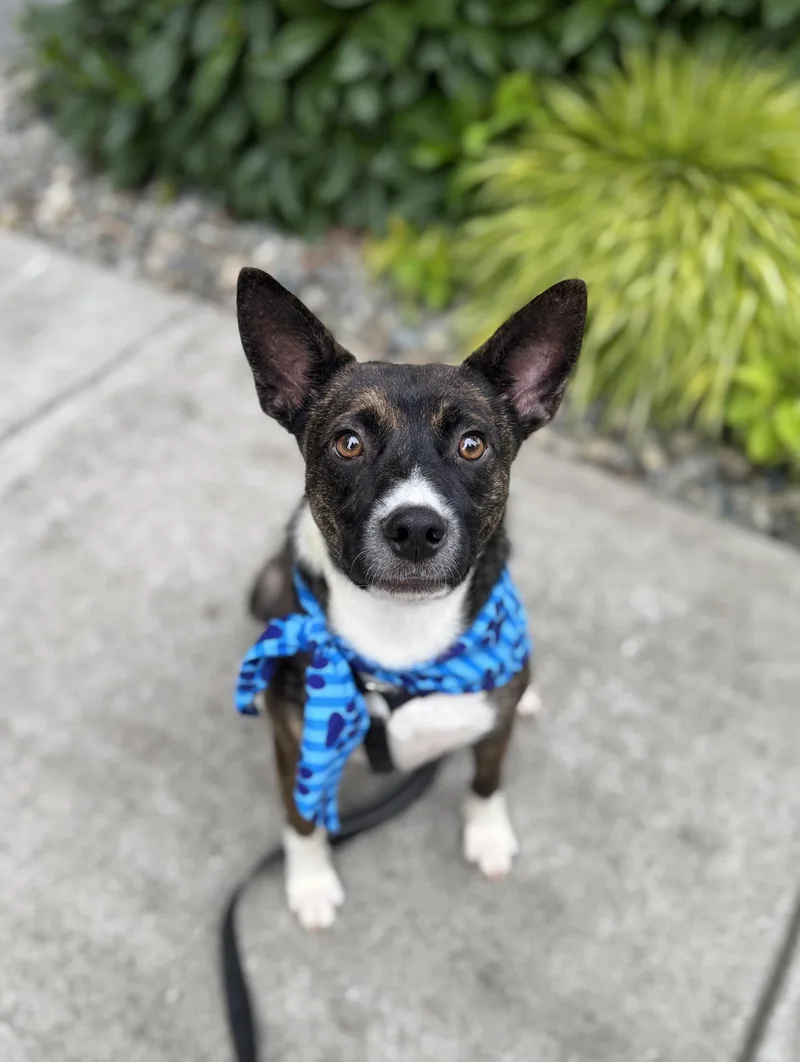 A baby medium-sized male Bicolor Shepherd dog named Ty for adoption in lynnwood , WA