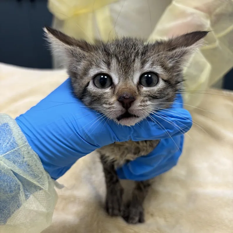 A baby small-sized female Brown / Chocolate Domestic Short Hair cat named MeeMaw for adoption in Evanston, IL