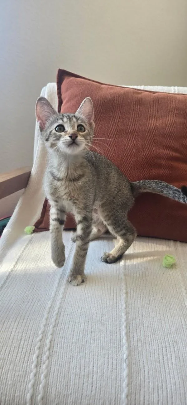 A baby small-sized female Domestic Short Hair cat named Madison for adoption in Bonsall, CA