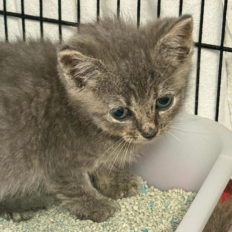 A baby small-sized female Gray / Blue / Silver Domestic Short Hair cat named Boulineau for adoption in North Myrtle Beach, SC