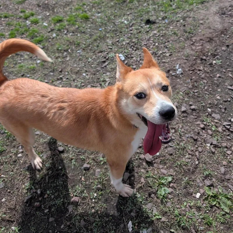 An adult medium-sized female Yellow / Tan / Blond / Fawn Husky dog named Piper for adoption in Jasper, IN