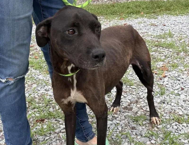 An adult medium-sized female Mixed Breed dog named Beatice for adoption in Elizabethtown, NC